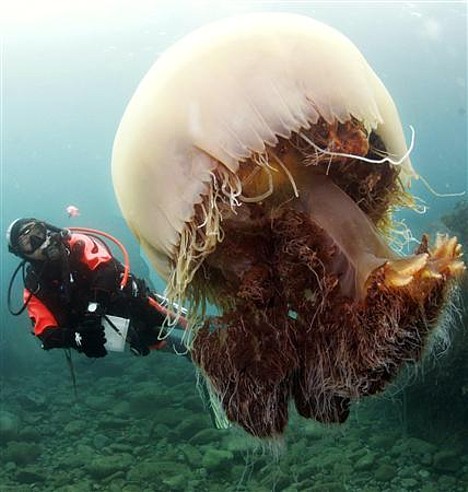 世界之最 地球上最大的生物大搜罗 奇闻趣事（图