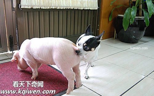 傻逼猪惨遭色狗奸杀